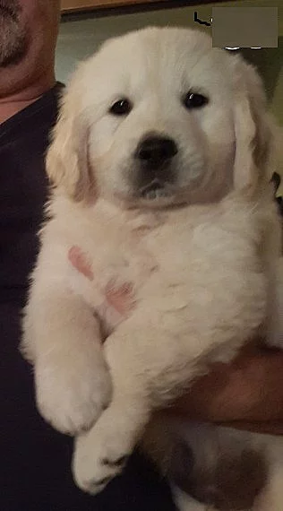 Golden Retriever Štěňata