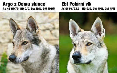 Československý vlčák s PP