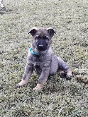 Německý ovčák - štěňata s PP