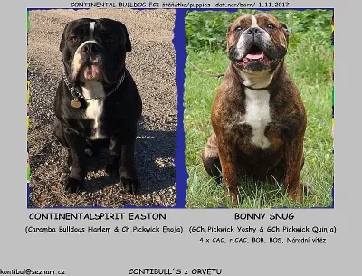 CONTINENTAL BULLDOG štěňátka s PP FCI
