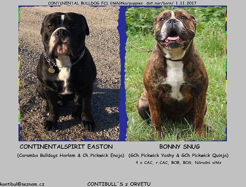 CONTINENTAL BULLDOG štěňátka s PP FCI