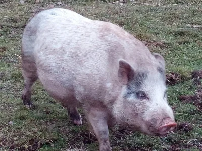 Gottingenská miniprasátka