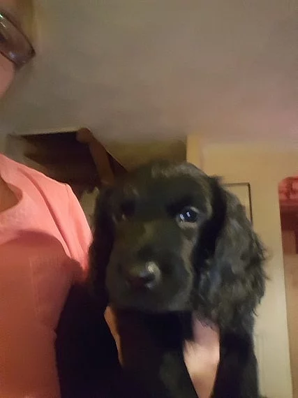 Ready Now Kc Cocker Spaniels Černá se zelenými očima