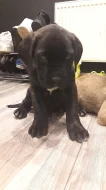 Cane corso