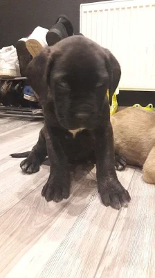 Cane corso