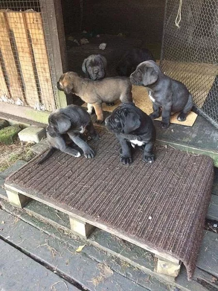 Cane corso