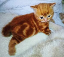 Britské červeně-mramorované kotě