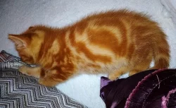 Britské červeně-mramorované kotě