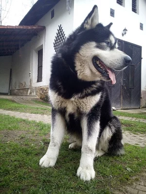 aljassky malamut