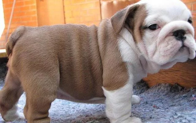 Anglický buldok, English Bulldog, buldog