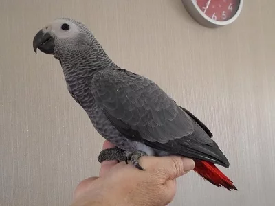 Žako kongo, ručně dokrmená mláďata s DNA