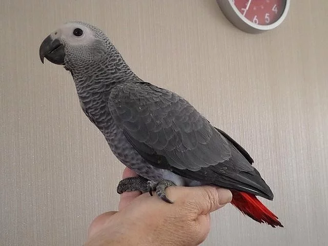 Žako kongo, ručně dokrmená mláďata s DNA