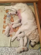 Zlatý Retriever – volné feny s PP