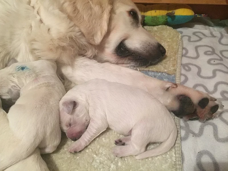 Zlatý Retriever – volné feny s PP