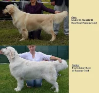 Zlatý Retriever – volné feny s PP