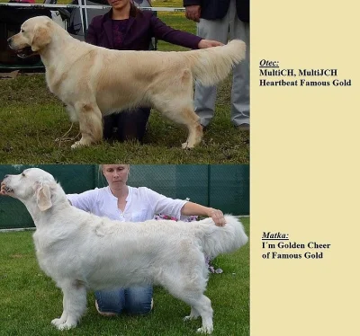 Zlatý Retriever – volné feny s PP