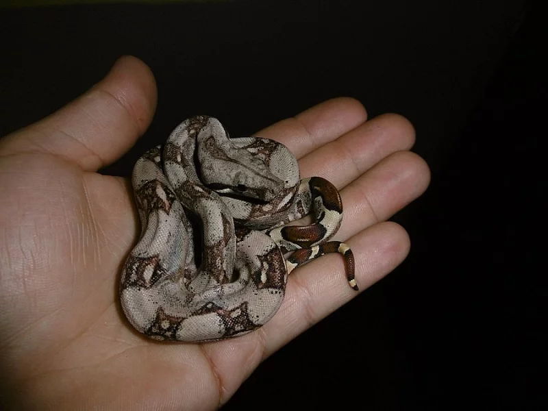 Mláďata hroznýše královkého