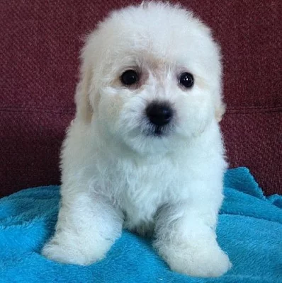 Clear Stud Bichon Frise