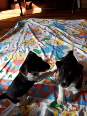 Jack Russell pouze pro stud