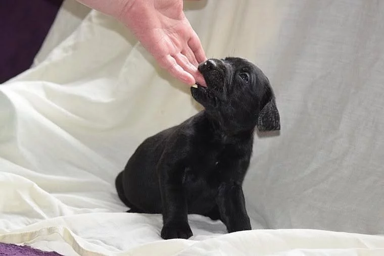 pracovní linie Kc Labrador For Stud