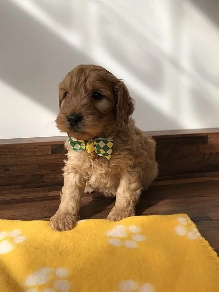 Reg Vyzkoušená Dna Pra Clear Poodle Stud