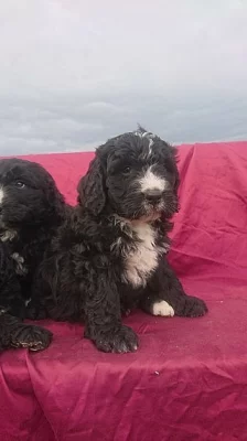 Newfoundland-kříž Old Engilsh ovčí pes