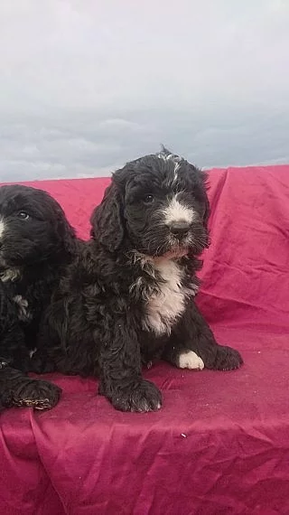 Newfoundland-kříž Old Engilsh ovčí pes