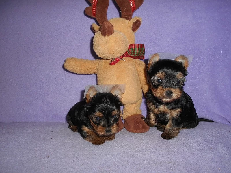 Jorkšírský teriér bez pp - fenečky