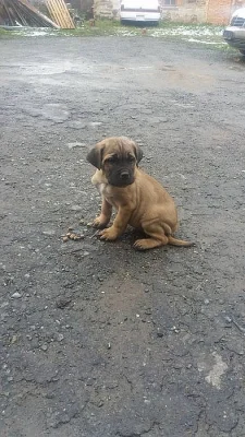 cane corso
