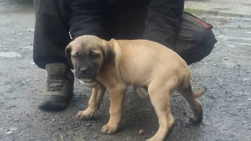 cane corso
