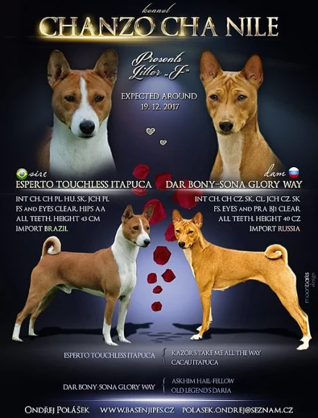 Basenji štěňata s PP