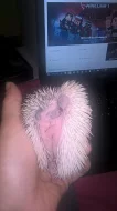bělobřiché ježky