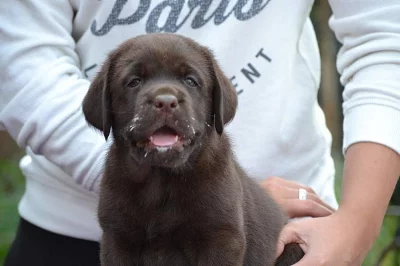 Labradorský retriever s pp