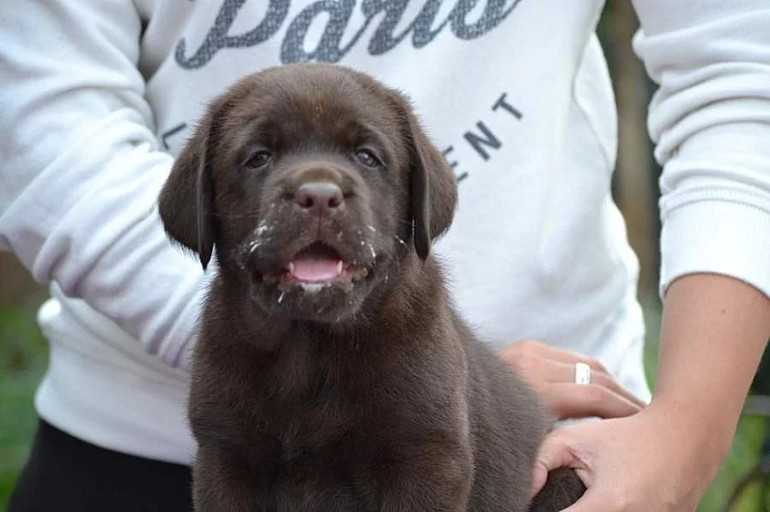 Labradorský retriever s pp