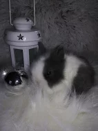 Roztomilí králíčci