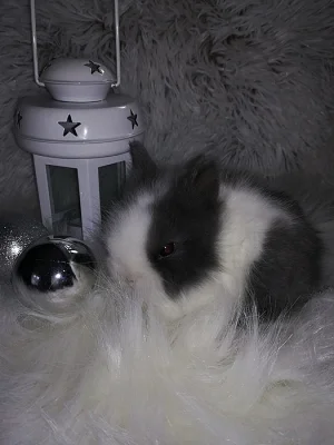 Roztomilí králíčci