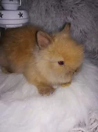Roztomilí králíčci