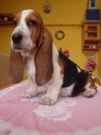 Basset hound, Basset, Baset