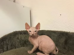 Don Sphynx koťata s PP k prodeji