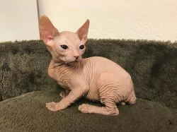 Don Sphynx koťata s PP k prodeji