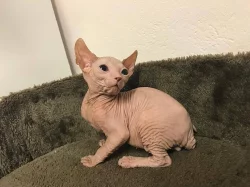 Don Sphynx koťata s PP k prodeji