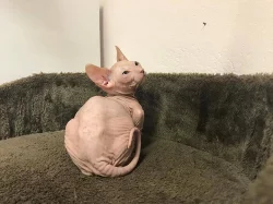Don Sphynx koťata s PP k prodeji