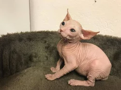 Don Sphynx koťata s PP k prodeji