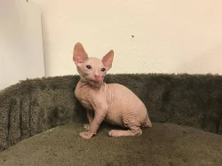 Don Sphynx koťata s PP k prodeji