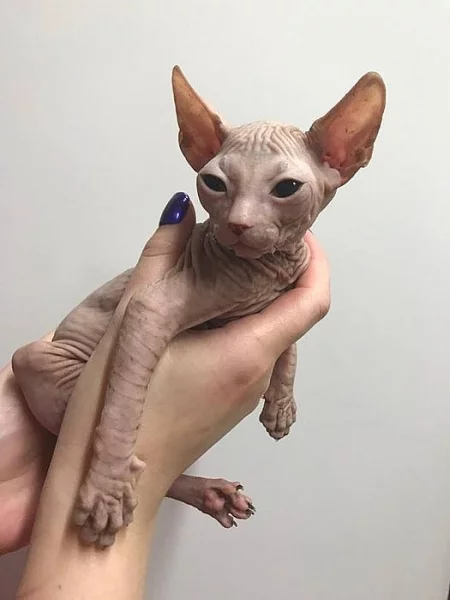 Don Sphynx koťata s PP k prodeji
