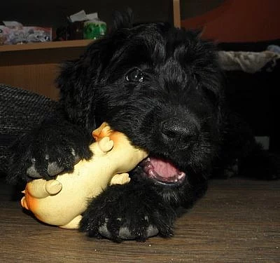 Briard s PP