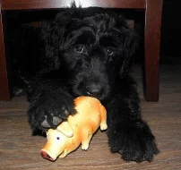 Briard s PP