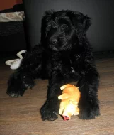 Briard s PP