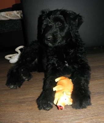 Briard s PP