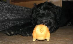 Briard s PP